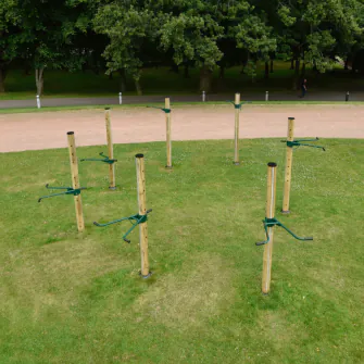 Fitness Tree